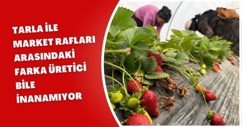 Tarla ile market rafları arasındaki farka üretici bile inanamıyor