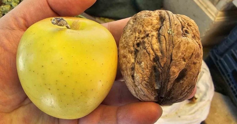 Elazığ’da elma büyüklüğünde cevizler ilgi çekiyor