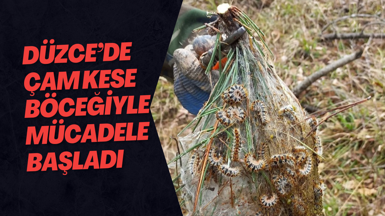 Düzce’de Çam Kese Böceğiyle Mücadele Başladı