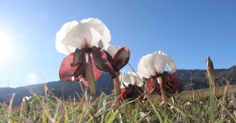 Kurt kulakları meraları süslüyor