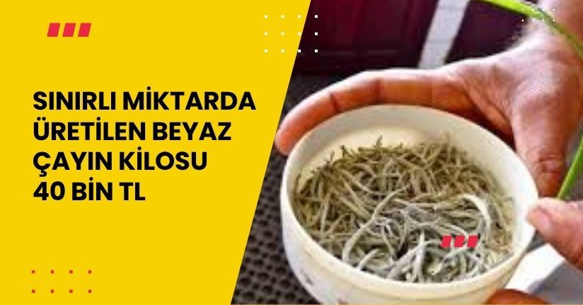 Sınırlı miktarda üretilen beyaz çayın kilosu 40 bin TL 