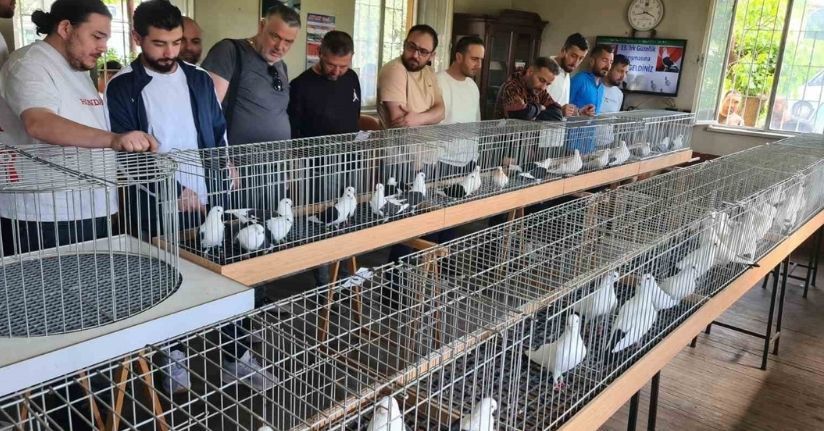 Denizli azman güvercinleri güzellikleriyle mest etti