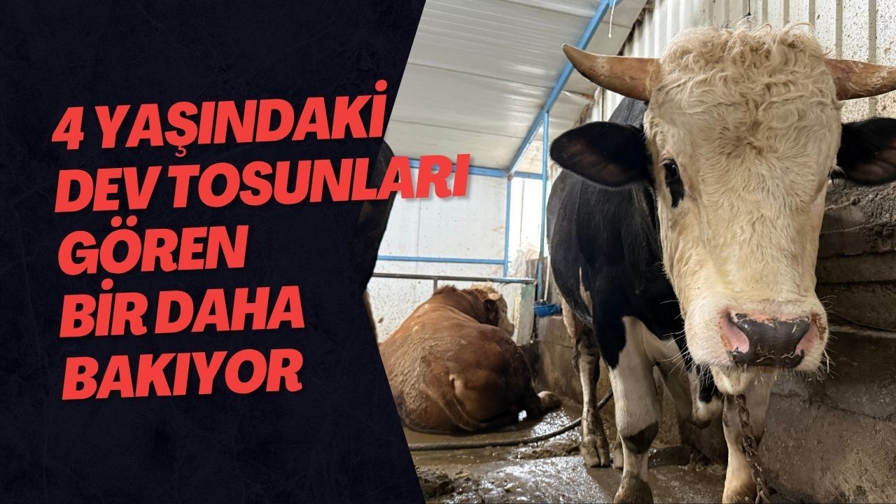 4 Yaşındaki Dev Tosunları Gören Bir Daha Bakıyor