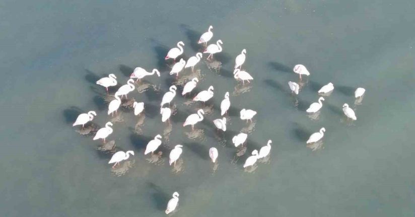 Van Gölü havzasının zarif misafirleri: Allı turnalar Erçek Gölü’ne gelmeye başladı