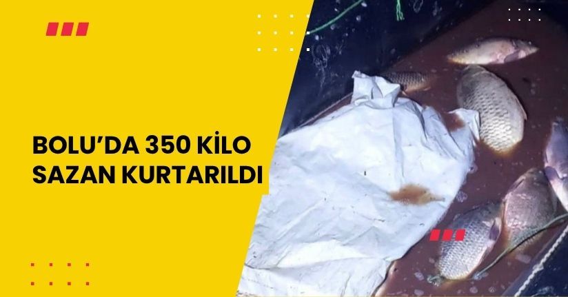 Bolu’da 350 kilo sazan kurtarıldı