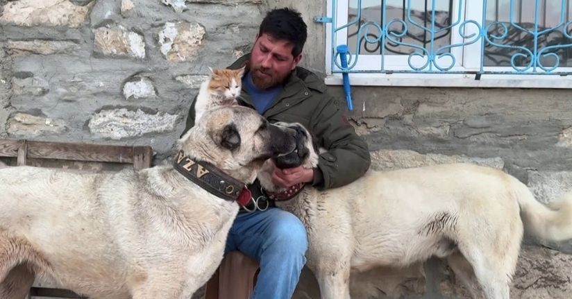 Kedi ile Kangal köpeklerinin dostluğu görenleri şaşırtıyor