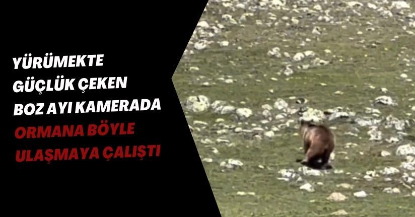 Yürümekte güçlük çeken boz ayı kamerada: Ormana böyle ulaşmaya çalıştı