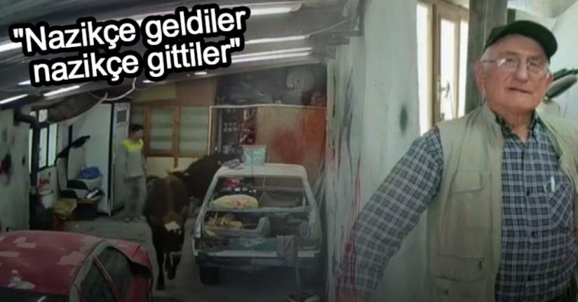 Ahırdan kaçan danalar oto tamirciyi bastı, görgü tanığı o anları anlattı