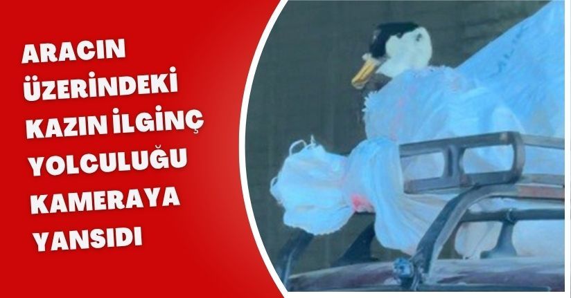 Aracın üzerindeki kazın ilginç yolculuğu kameraya yansıdı