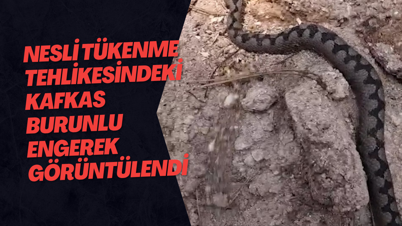 Nesli Tükenme Tehlikesindeki Kafkas Burunlu Engerek Görüntülendi