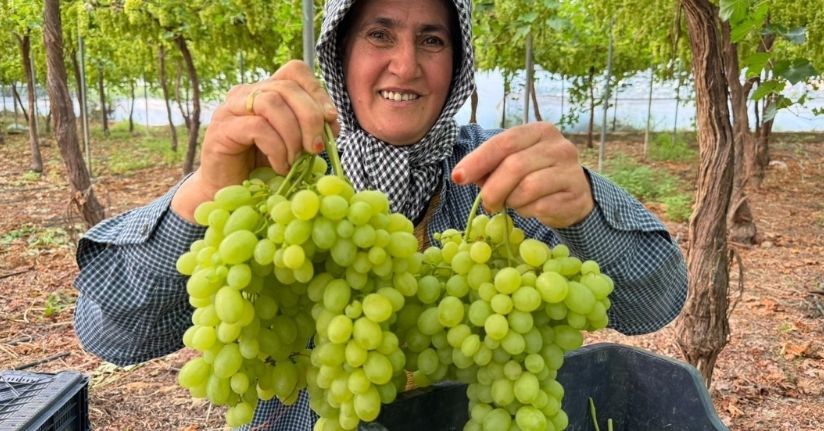 Mersin'de ilk hasadı yapılan üzüm, kilosu 600 TL’ye ihraç edildi