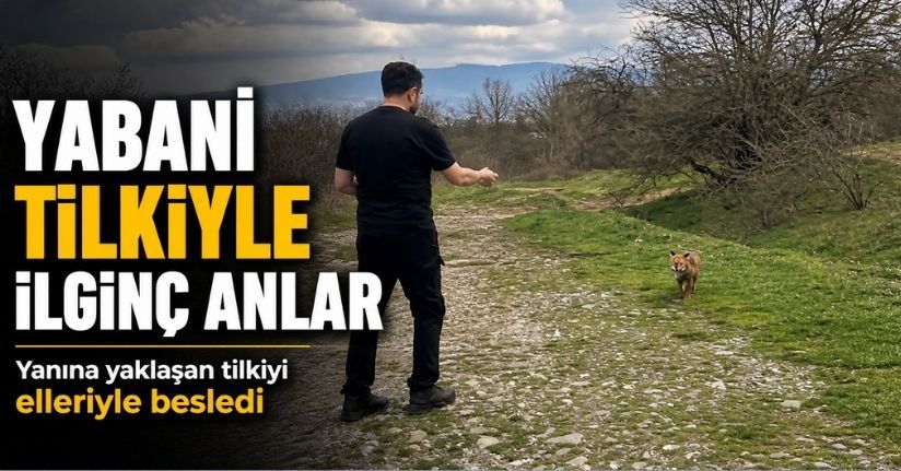 Yanına yaklaşan tilkiyi elleriyle besledi