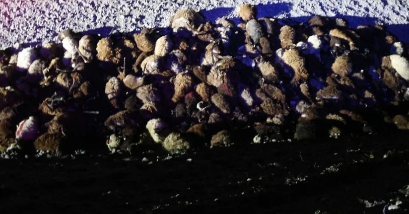 Iğdır’da arı saldırısı faciaya dönüştü: 400 koyun telef oldu