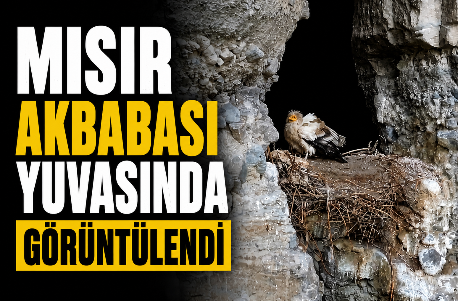 Mısır Akbabası Yuvasında Görüntülendi