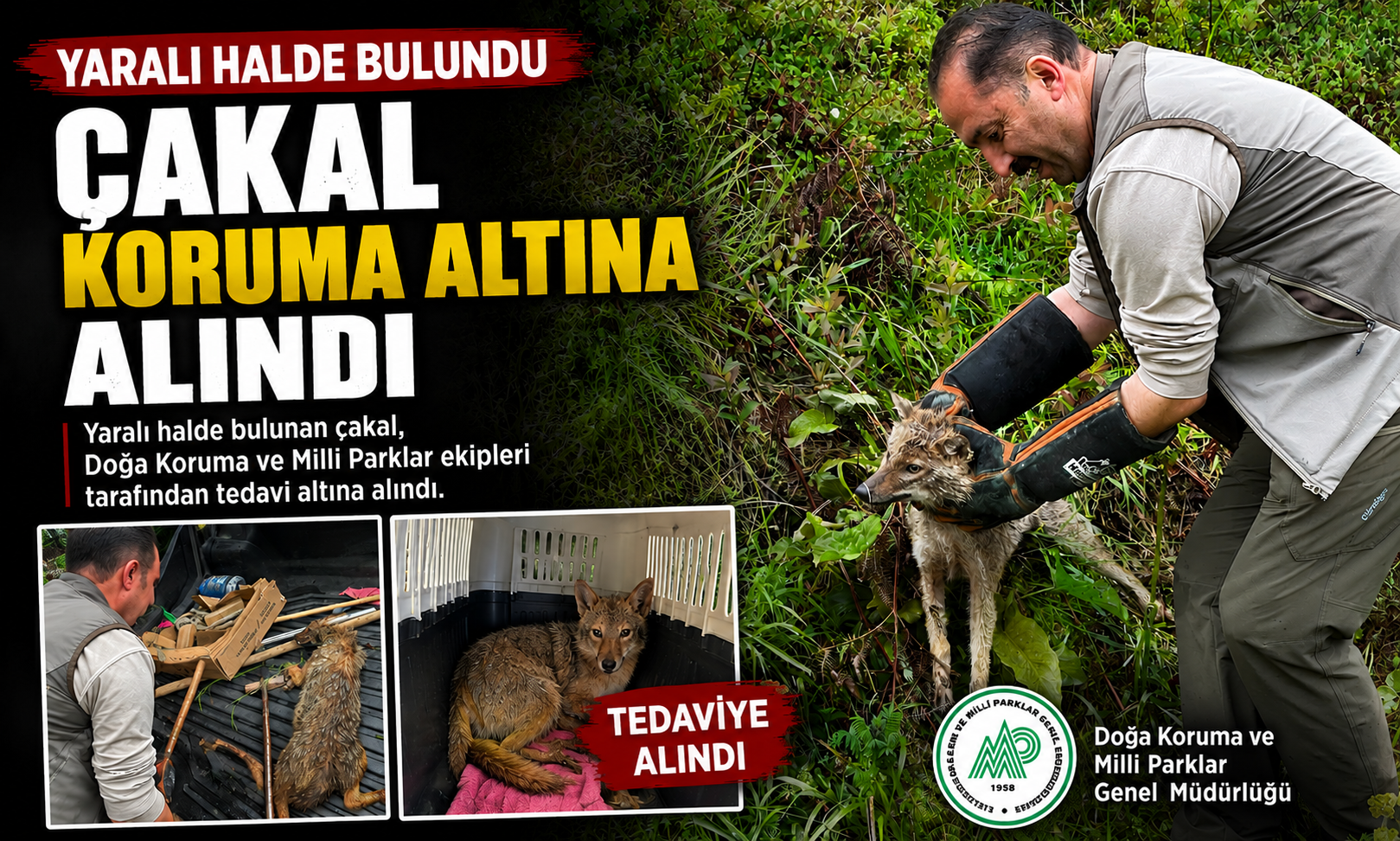 Yaralı Halde Bulunan Çakal Koruma Altına Alındı