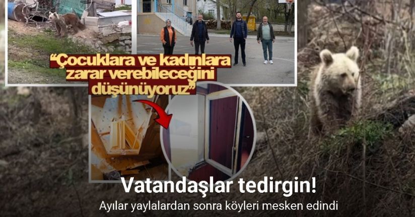 Gümüşhane’de ayılar yaylalardan sonra köyleri mesken edindi: Vatandaşlar tedirgin