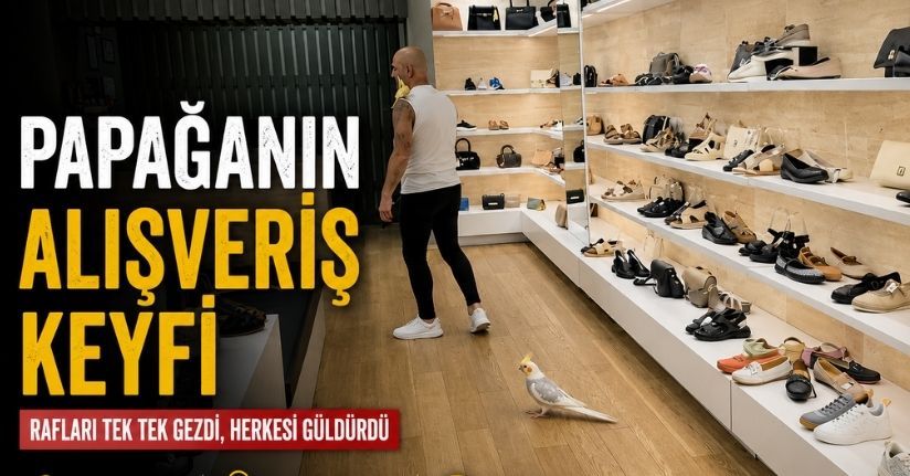 Papağanın alışveriş keyfi