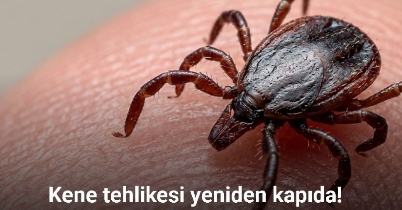 Havalar ısındı, kene tehlikesi yeniden kapıda