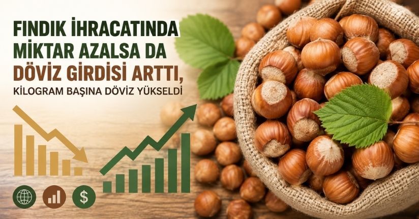 Fındık ihracatında miktar azalsa da döviz girdisi arttı, kilogram başına döviz yükseldi