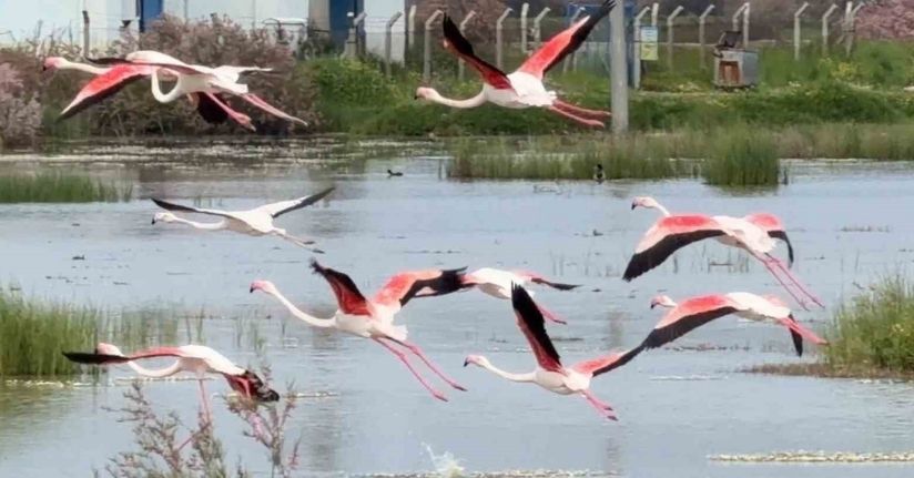 Ayvalık’ın pembe kanatlı misafirleri