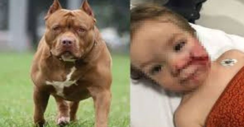Ankara’da 2 çocuğu yaralayan pitbull cinsi köpeğin sahibi tahliye oldu