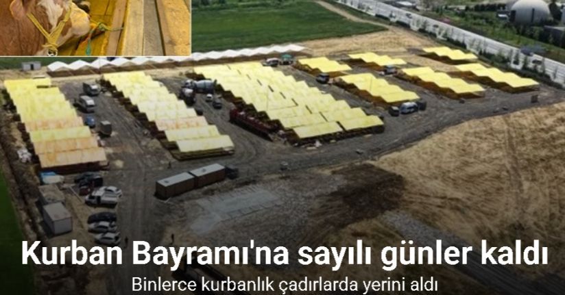 Kurban Bayramı’na sayılı günler kala hayvan pazarları kurulmaya başladı