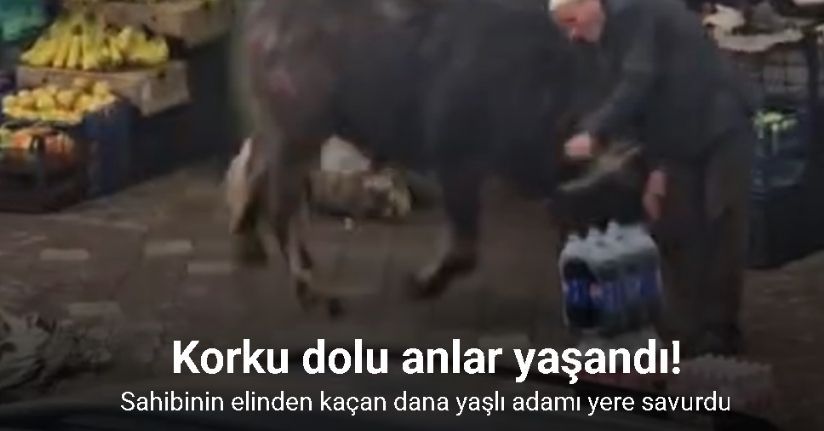 Sahibinin elinden kaçan dana yaşlı adamı yere savurdu