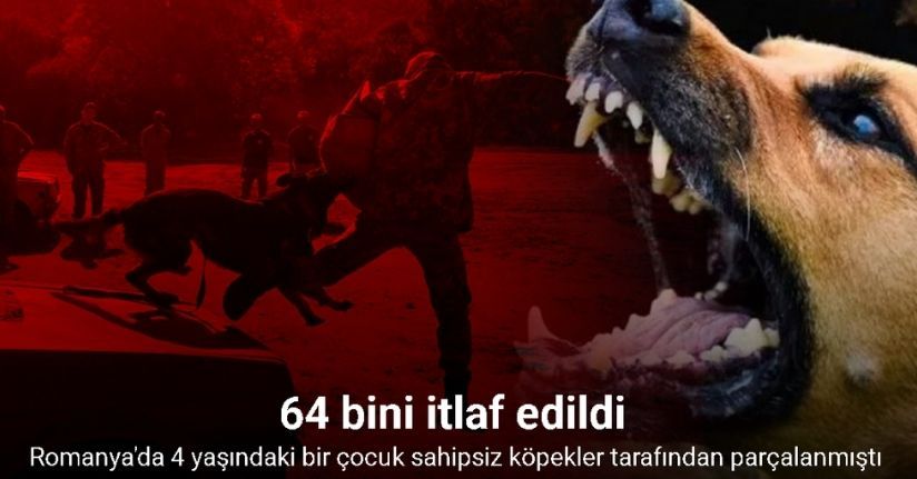 Romanya'da son üç yılda 64 bin köpek itlaf edildi