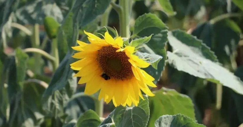 Yerli ve milli hibrit ayçiçeği tohumunun pazar payı yüzde 15'lere çıktı