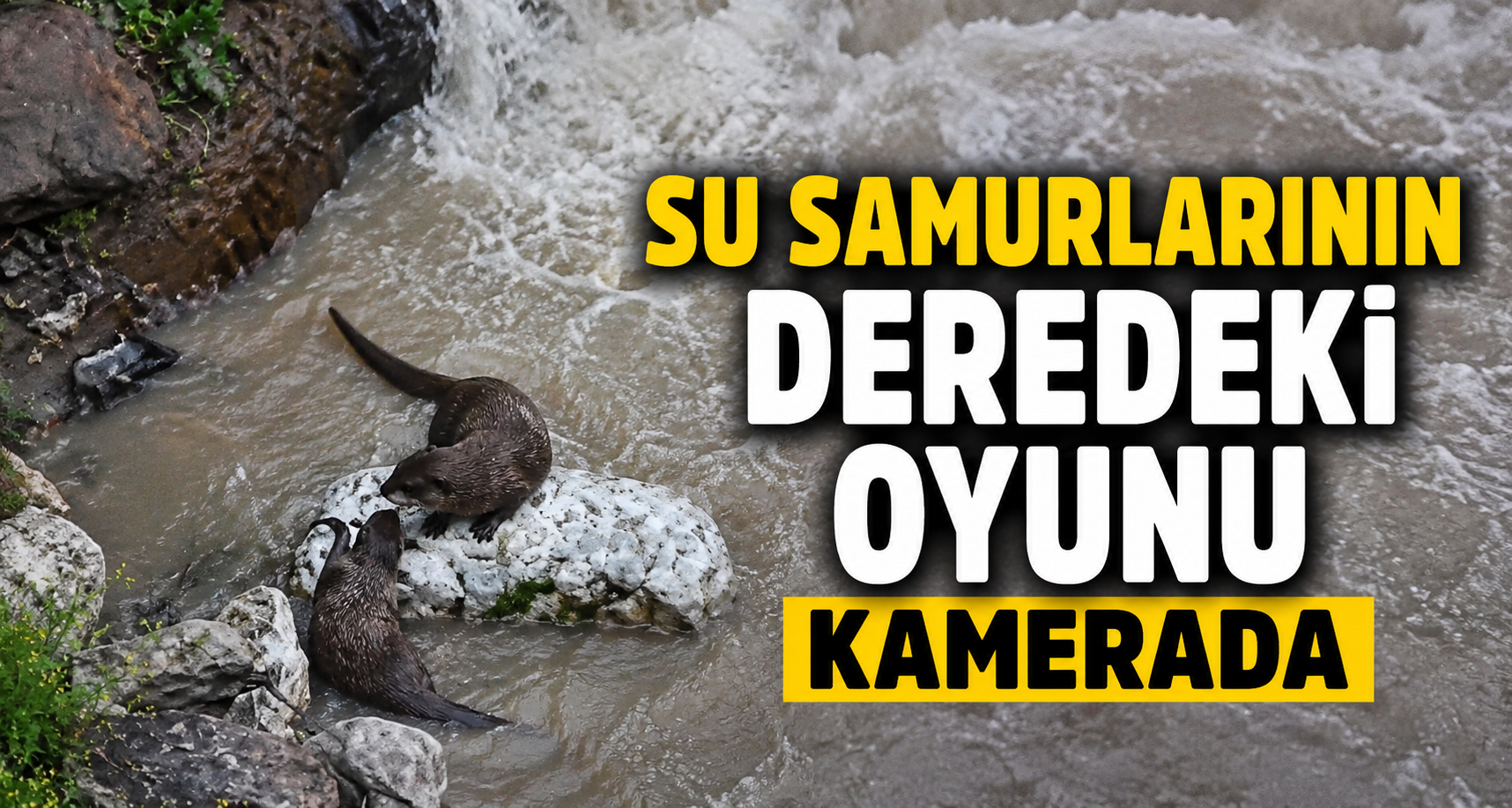 Su samurlarının deredeki oyunu kamerada