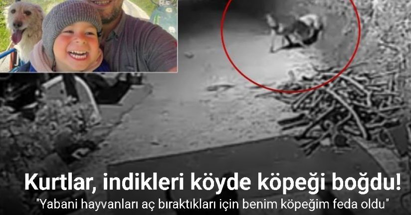 Kurtlar, indikleri köyde köpeği boğdu
