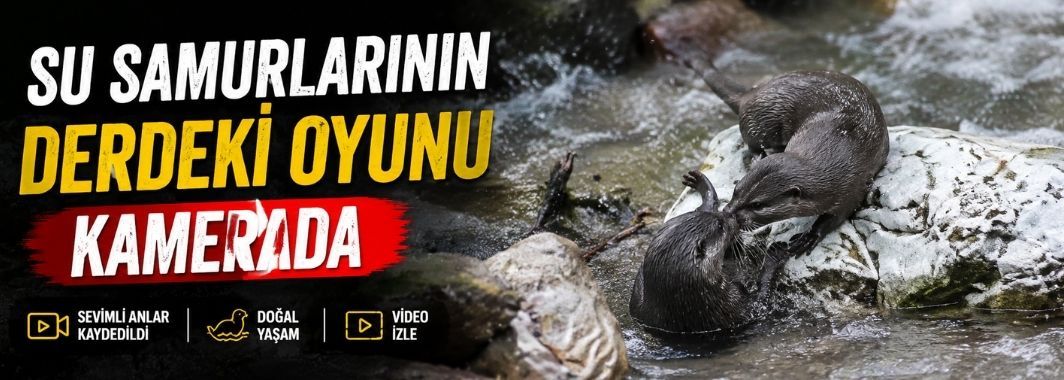 Su samurlarının deredeki oyunu kamerada