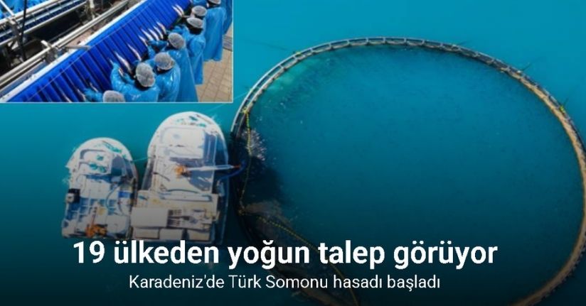 Karadeniz’de büyüyor, dünyaya satılıyor