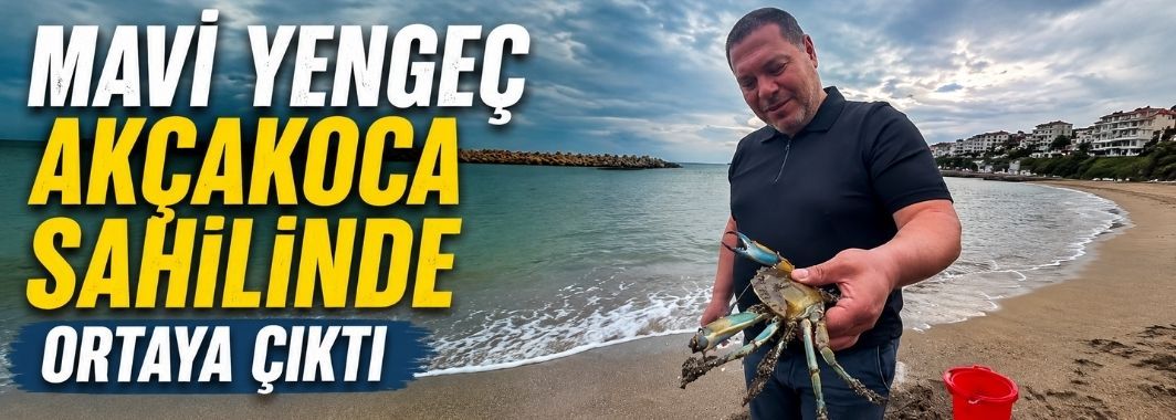 Mavi Yengeç Akçakoca Sahilinde Ortaya Çıktı