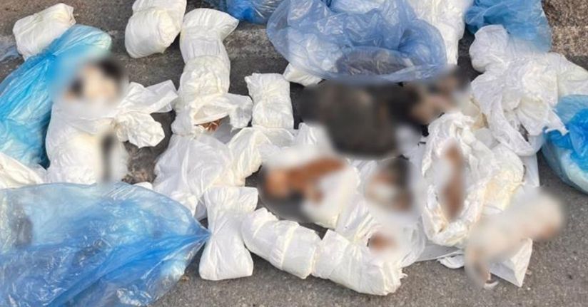 İzmir’de poşetler içinde 33 ölü kedi bulundu