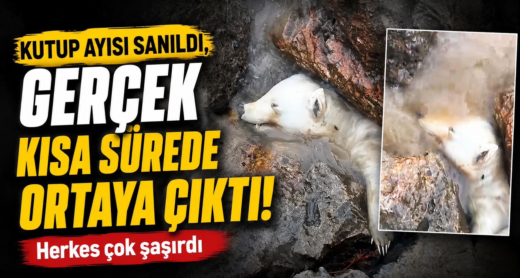 Kutup Ayısı Sanıldı, Gerçek Kısa Sürede Ortaya Çıktı