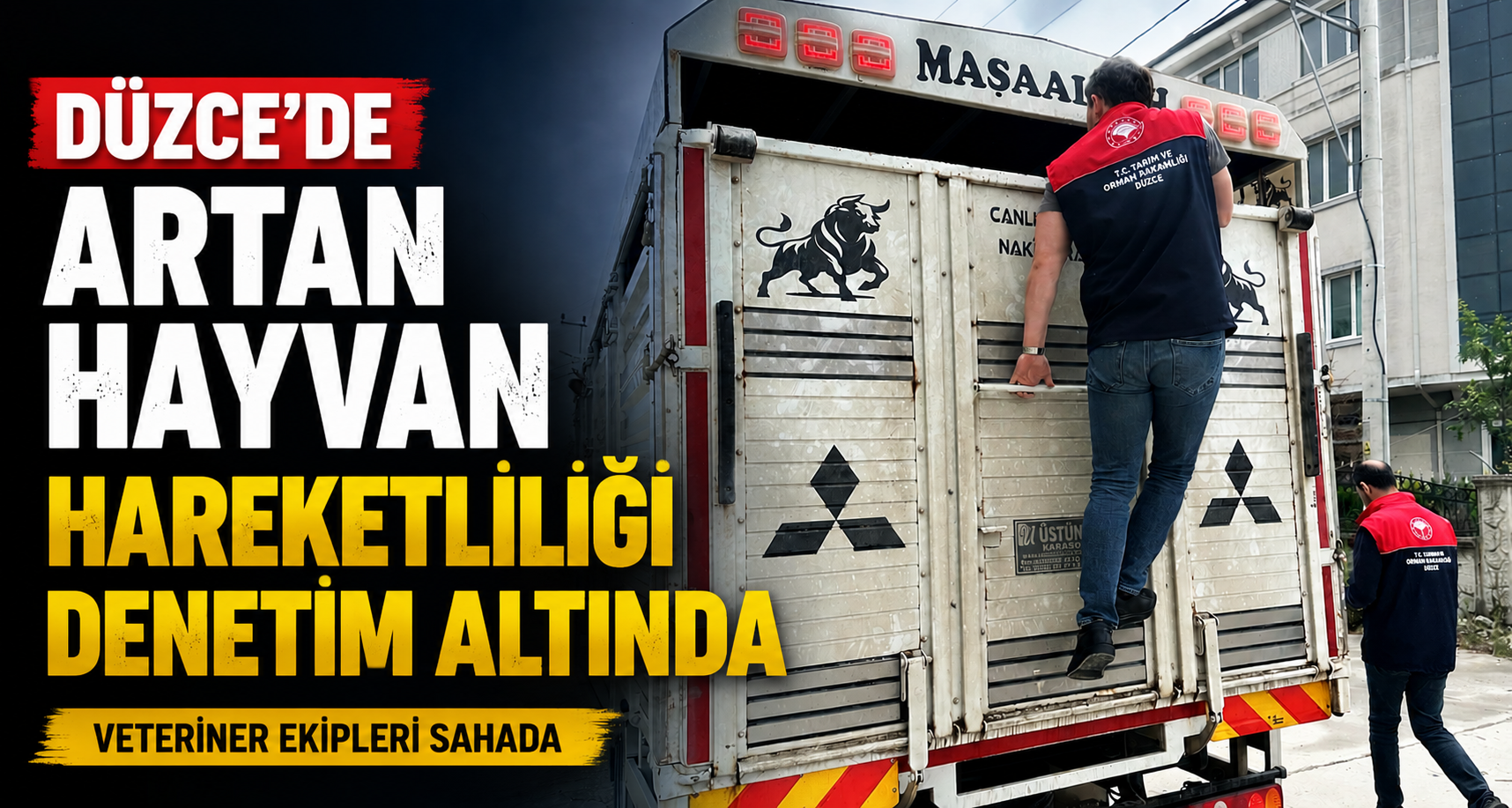 Düzce’de Artan Hayvan Haraketliliği Denetim Altında