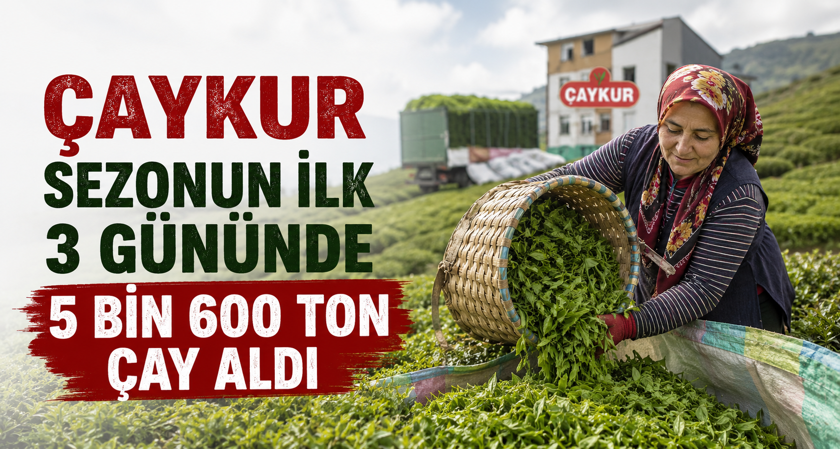 ÇAYKUR sezonun ilk 3 gününde 5 bin 600 ton çay aldı