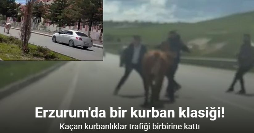 Erzurum’da bir kurban klasiği: Kaçan kurbanlıklar trafiği birbirine kattı