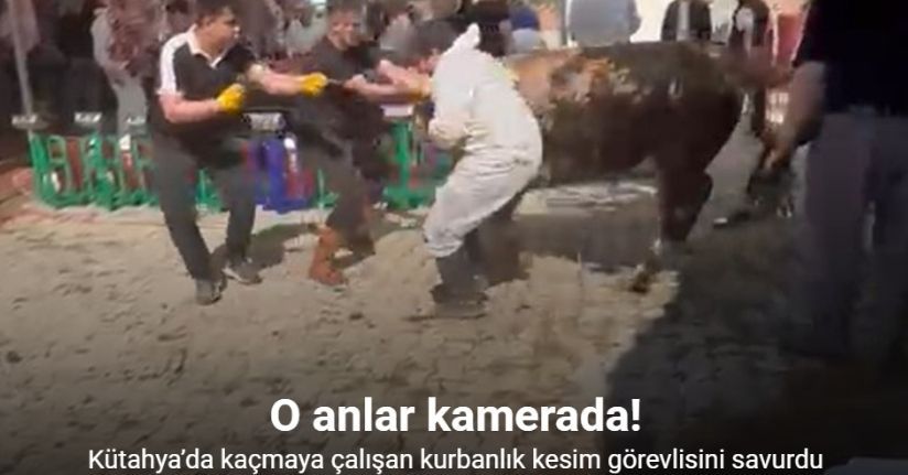 Kütahya’da kaçmaya çalışan kurbanlık kesim görevlisini savurdu