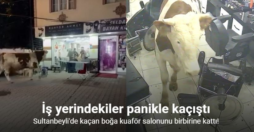 Sultanbeyli’de kaçan boğa kuaför salonunu birbirine kattı