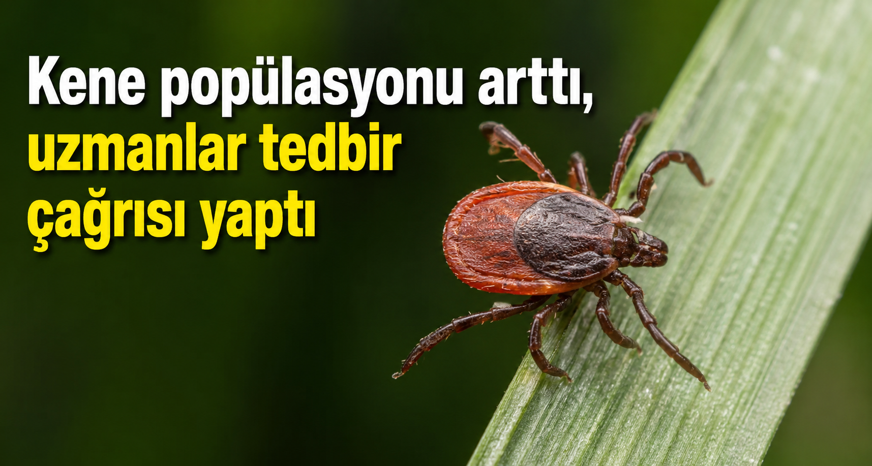 Kene popülasyonu arttı, uzmanlar tedbir çağrısı yaptı