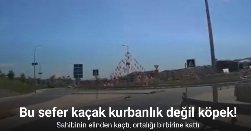 Bu sefer kaçak kurbanlık değil köpek ortalığı birbirine kattı; o anlar kamerada