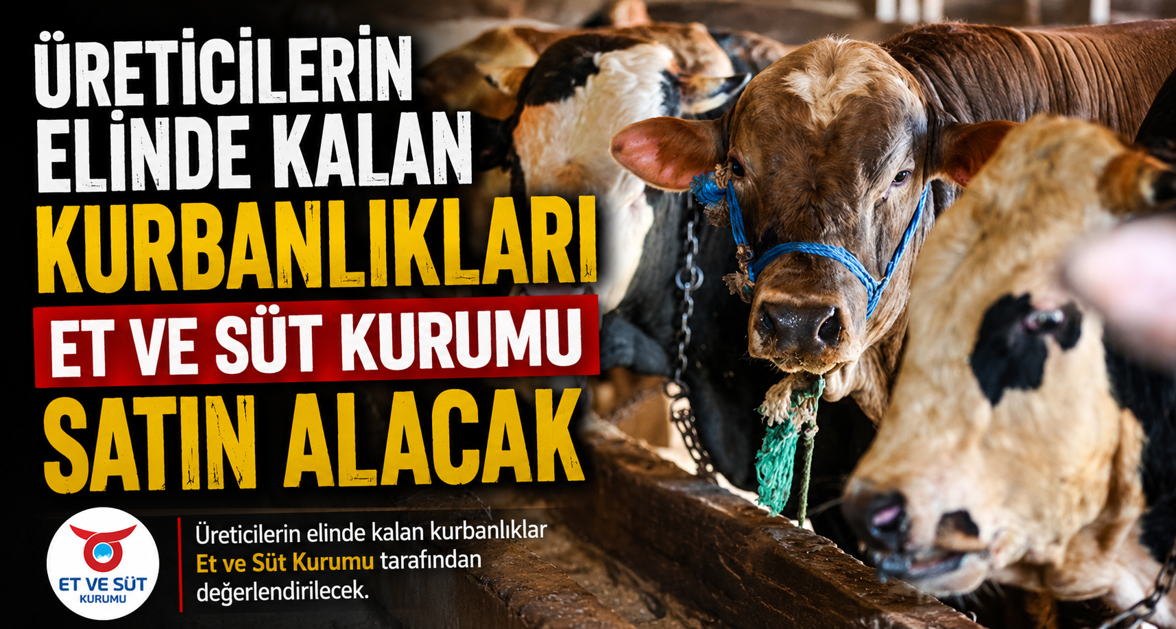 Üreticilerin Elinde Kalan Kurbanlıkları Et Ve Süt Kurumu Satın Alacak