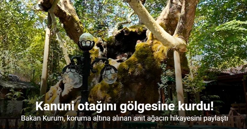 Bakan Kurum, koruma altına alınan anıt ağacın hikayesini paylaştı