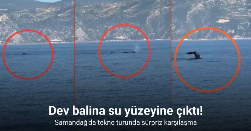 Akdeniz açıklarında görüntülenen balina heyecanlandırdı