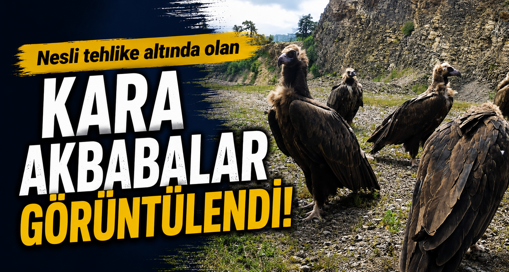 Nesli Tehlike Altında Olan Kara Akbabalar Görüntülendi