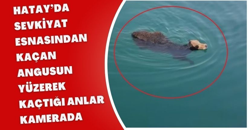 Hatay’da sevkiyat esnasından kaçan angusun yüzerek kaçtığı anlar kamerada