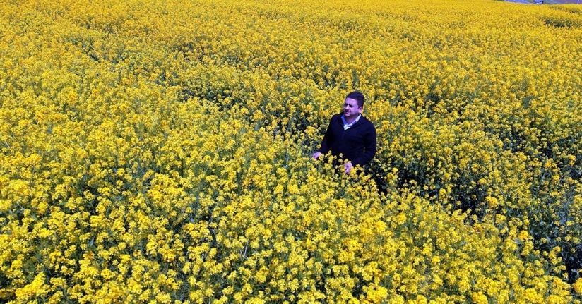 Trakya'da kuraklık nedeniyle ayçiçeğinde zarar eden üretici, kanolaya yöneldi
