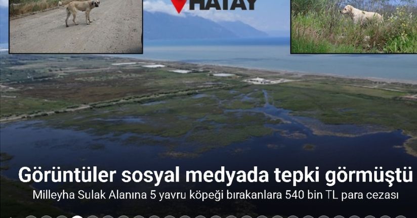 Milleyha Sulak Alanına 5 yavru köpeği bırakan 2 şahsa 540 bin TL para cezası uygulandı